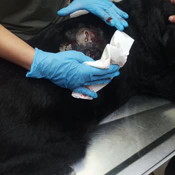 Köpeğimin Sağlığı Ve Güvenliği İhmal Edildi