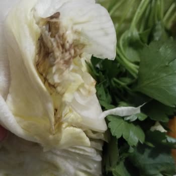 Taze Olmayan Yeşillikler Sipariş Memnuniyetimi Azalttı