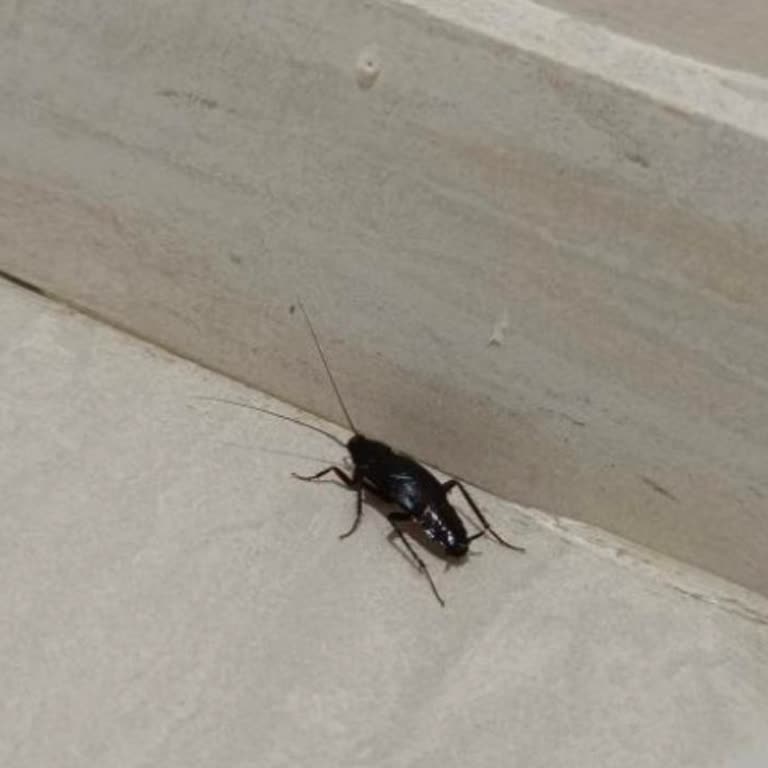 Ankara Büyükşehir Belediyesi Sincan Menderes Mahallesi'nde Böcek Sorunu ve Yetersiz İlaçlama