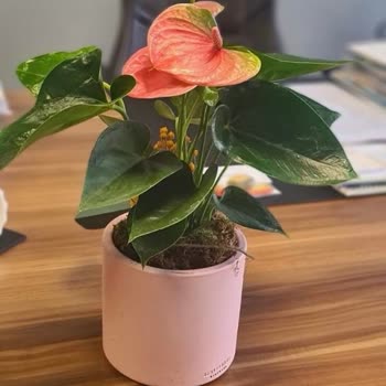 Sipariş Edilen Ve Teslim Edilen Çiçekler Farklı, Firma Sorumluluk Almıyor