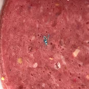 Güvenilir Marka Salamında Yabancı Cisim Şoku Ve Sağlık Endişesi