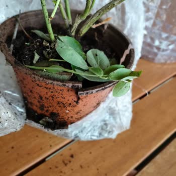 Tanıtılan Ürünle Alakasız, Kusurlu Fidan Teslimatı