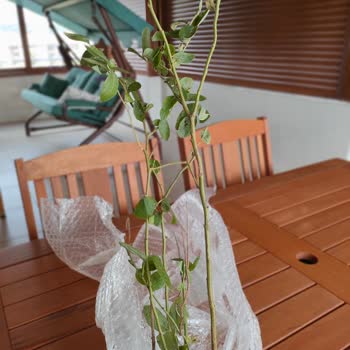 Tanıtılan Ürünle Alakasız, Kusurlu Fidan Teslimatı