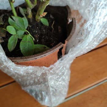 Tanıtılan Ürünle Alakasız, Kusurlu Fidan Teslimatı