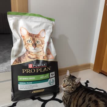 Aldığım Kedi Maması Orijinal Değil Mi Endişesi