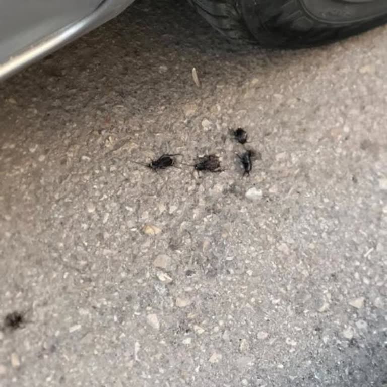 Sincan'da Haşere Ve Zararlı Sorunu Çözülmüyor