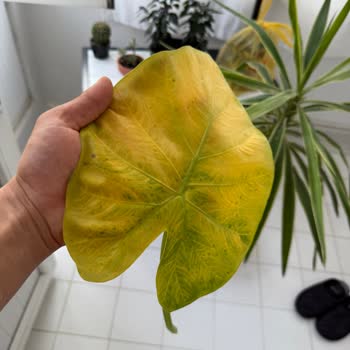 Kötü Paketleme Ve Zarar Görmüş Bitki Teslimatı