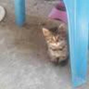 Hakmar Mağazası Yöneticilerinin Mahalle Kedilerine Müdahalesinden Şikayetçiyiz