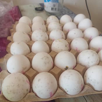 BİM'den Alınan 30'lu Yumurtaların Tamamı Küflü Çıktı