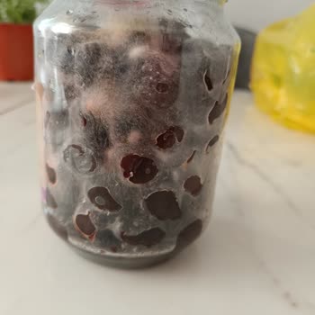 Açılmamış Zeytin Şişesinde Küf Oluştu Tüketim Tarihi Geçerli