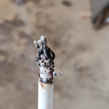 Davidoff Burgundy Sigara Paketi İçinden Ağaç Parçaları Çıkıyor