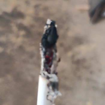 Davidoff Burgundy Sigara Paketi İçinden Ağaç Parçaları Çıkıyor