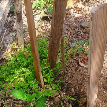 Aldığım Böğürtlen Fidanı Kurudu, Firma İlgilenmedi