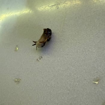 Harras Garnitürden Böcek Çıktı: Sağlığımız Tehlikede