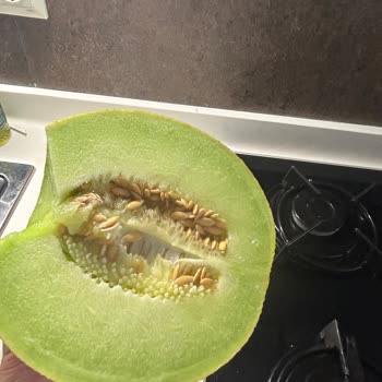 Migros'tan Satın Alınan Olgunlaşmamış Ve Lezzetsiz Kavun