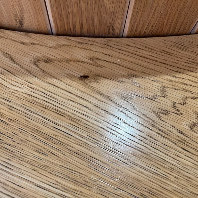 Kipa AVM Hamam Böceği Sorunu