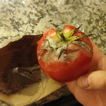 Aldığım Domatesin Kusurlu Kısmı Paketle Saklanmış!
