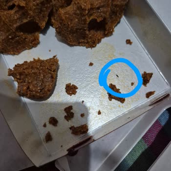 Komagene Çiğköfte Siparişimde Saç Ve Böcek Çıktı: Hijyen Sorunu