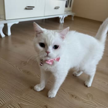 Hipet Ürünleri Sonrası Kedimde Artan Tüy Dökülmesi Ve Göz Problemi