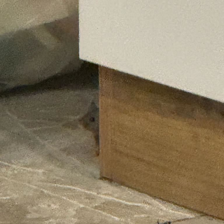 Brooklyn Park Sitesi Site Yönetimi Yüzünden Fare İstilası Ve İlgisizlik