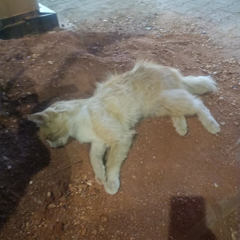 Gece Saatlerinde Acil Veteriner Hizmeti Eksikliği Nedeniyle Sokak Kedisi Hayatını Kaybetti