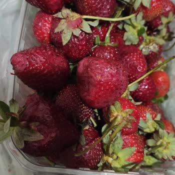 Çürük Sebze Ve Meyveler İle İlgili Müşteri Hizmetlerine Ulaşamama Sorunu