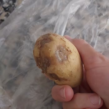Migros Edremit'ten Sürekli Bozuk Sebze Ve Patates Gelmesi