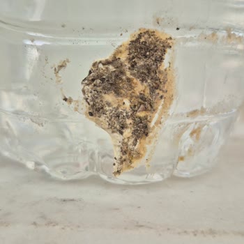 Amazon Siparişimde Gelen İçeceklerin Şişeleri Kuş Pisliğiyle Kaplıydı