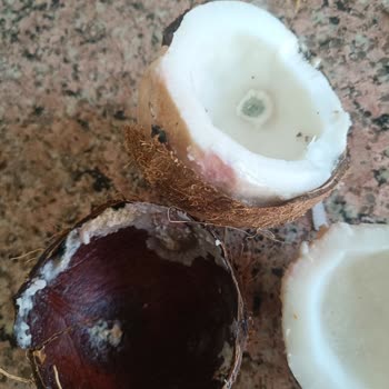 Migros'tan Aldığım Küflü Hindistan Cevizi Ve Yetersiz Müşteri Hizmeti