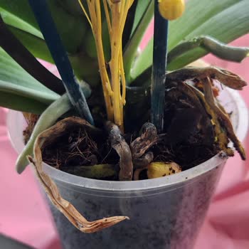 Taze Çiçek | Tazecicek.com Sipariş Edilen Orkide Çürük Ve Eksik Geldi