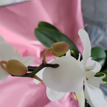 Taze Çiçek | Tazecicek.com Sipariş Edilen Orkide Çürük Ve Eksik Geldi