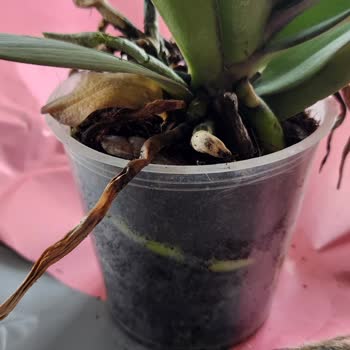 Taze Çiçek | Tazecicek.com Sipariş Edilen Orkide Çürük Ve Eksik Geldi