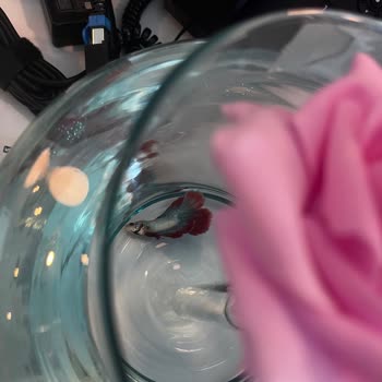 Hediye Gelen Beta Balığı Ertesi Gün Öldü Firma İlgisiz Kaldı