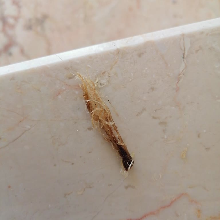 Seykar Gıda Pattes Cipsin İçinden Yabancı Cisim Çıktı!