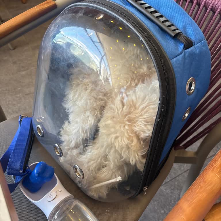 Kapalı Çantadaki Köpeğime Ve Bana Uygunsuz Davranış