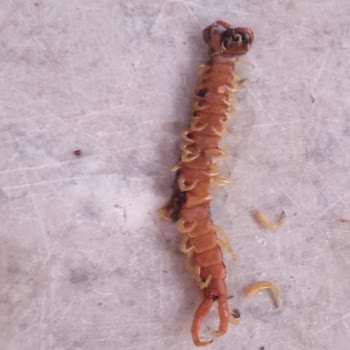 Kabus Gibi Tatil: Kirli Oda, Gürültü Ve Güvensiz Konaklama