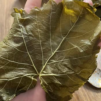 Aldığım Yapraklar Beklentimi Karşılamadı, İade Talebime Dönülmedi