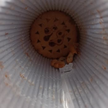 Xroll Pro Tein Bisküvinin Lezzet Ve Kalite Sorunları