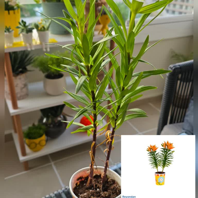 Migros Sanal Markette Gönderilen Ürünler Görselden Farklı Ve Kalitesiz Geliyor