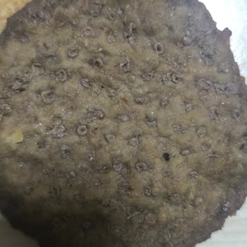 Siparişimde Hijyen Ve İçerik Sorunları Yaşadım