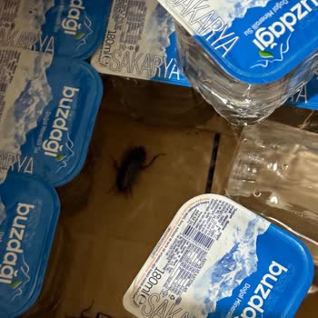 Buzdağı Su Siparişimden Çıkan Böcekler Güvenimi Sarsıyor