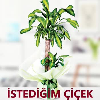 Sipariş Edilen Çiçeğin Zamanında Teslim Edilmemesi Ve Son Anda Alternatif Sunulması