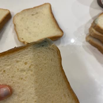 Migros'tan Aldığım Ekmek Son Kullanma Tarihi Geçmiş Ve Küflü Çıktı