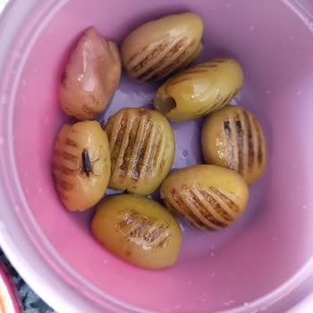 Migros Aldığım Yeşil Zeytinden Böcek Çıktı, Hayal Kırıklığına Uğradım