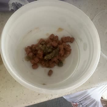 Bozuk Kedi Maması Yüzünden Kedim Zehirlenebilirdi