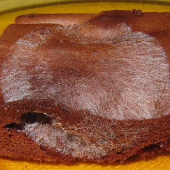 Aldığım UNO Pastaban Küflü Çıktı, Tüm Malzemelerim Çöpe Gitti