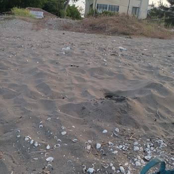 Yalı Mahallesi Sahilinde Ciddi Çevre Kirliliği Ve İhmal