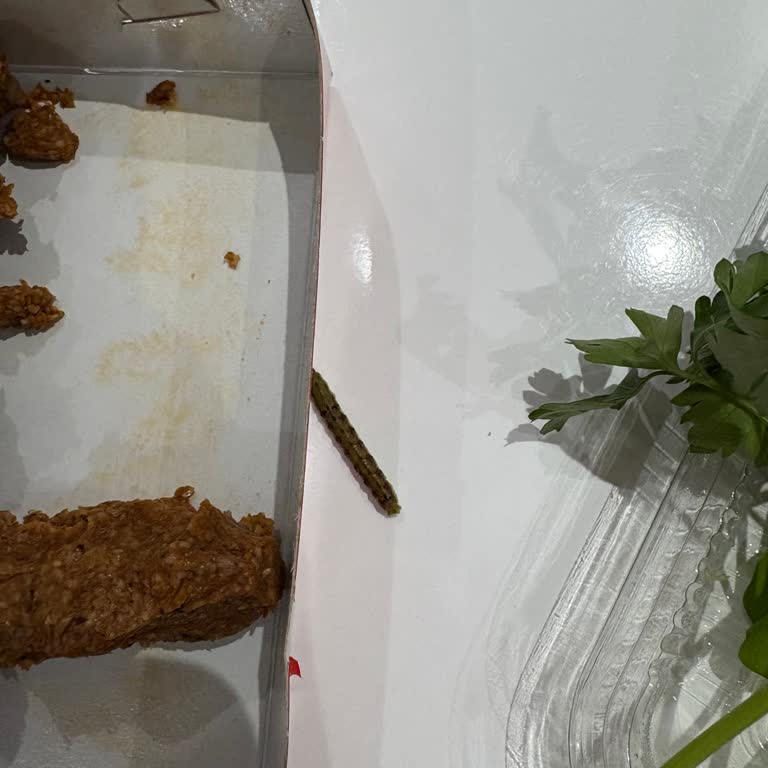 Komagene'den Aldığımız Çiğköftede Tırtıl Çıktı, Sağlığımız Tehlikede