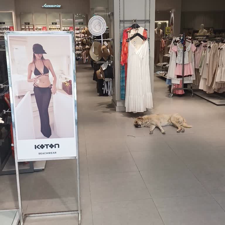 Mağazada Köpek Bulundurulması Nedeniyle Hijyen Endişesi
