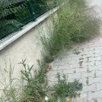 Mahallemizde Temizlik Sorunu Ve Acil Müdahale Talebi
